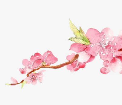花枝免抠