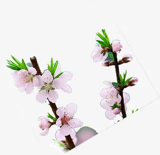 春天里的桃花免抠动植物植物元素
