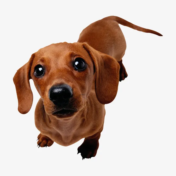 贵宾犬 贵宾狗 毛小孩 宠物 小狗 犬免抠