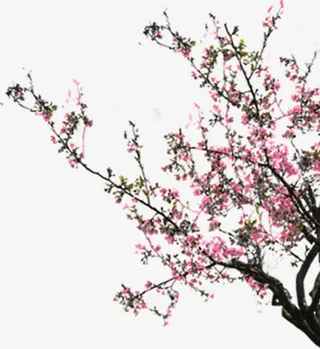 在春天开放的红色桃花免抠