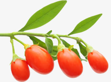 高清手绘枸杞免抠