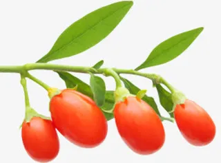 高清手绘枸杞免抠