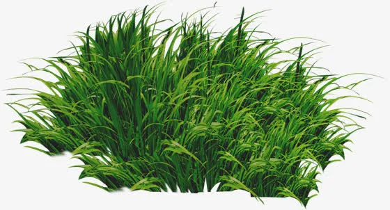 绿色草丛植物美景春天免抠