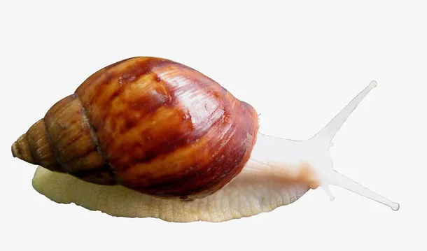 白玉蜗牛大蜗牛免抠
