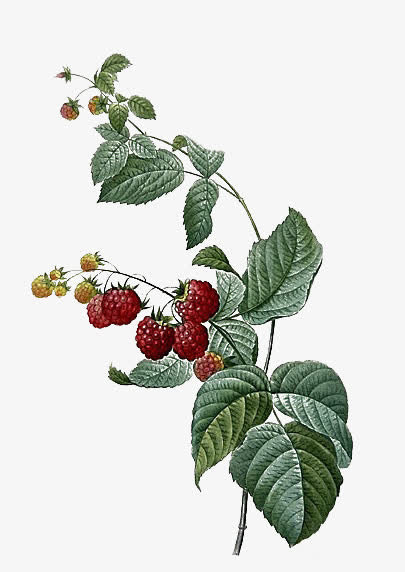 唯美花卉图片鲜花素材免抠