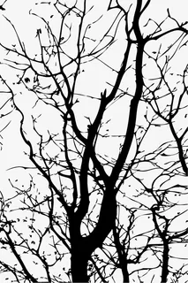 矢量手绘树枝免抠