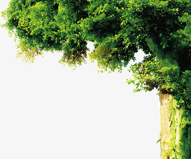 大树免抠