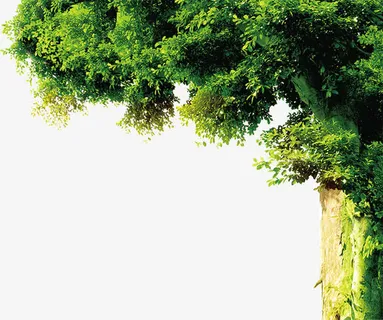 大树免抠 大树免抠