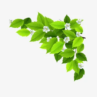 树叶花朵边框免抠