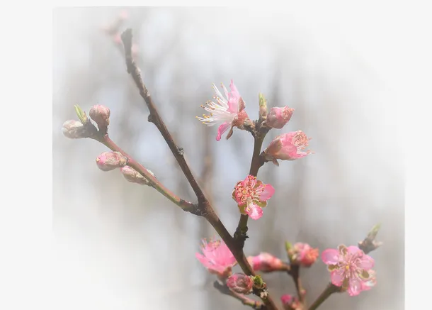 春天 草地 桃花 梨花 渐变透明元素40免抠背景场景背景元素
