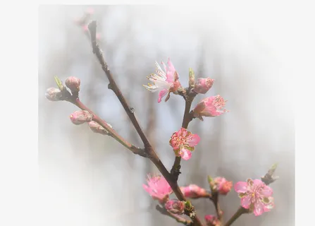 春天 草地 桃花 梨花 渐变透明元素40免抠背景场景背景元素 春天 草地 桃花 梨花 渐变透明元素40免抠背景场景背景元素