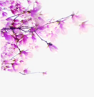 植物卡通树枝花朵玫红色免抠