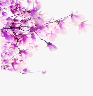 植物卡通树枝花朵玫红色免抠