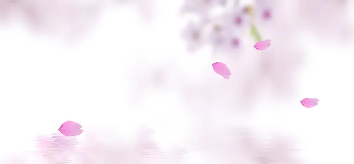 粉色花瓣梦幻白色banner背景高清