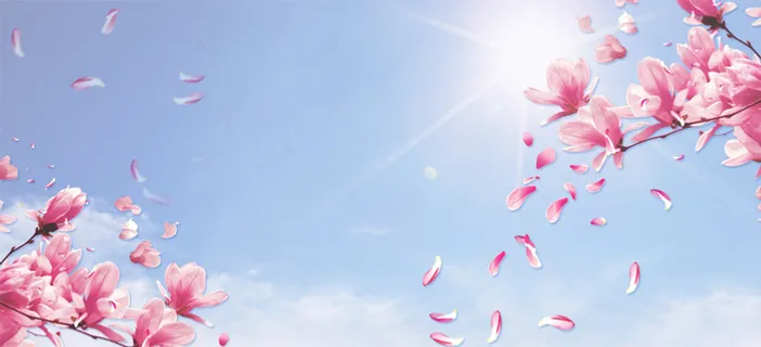 樱花节阳光景色蓝天阳光蓝banner高清