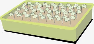 发芽的蔬菜免抠