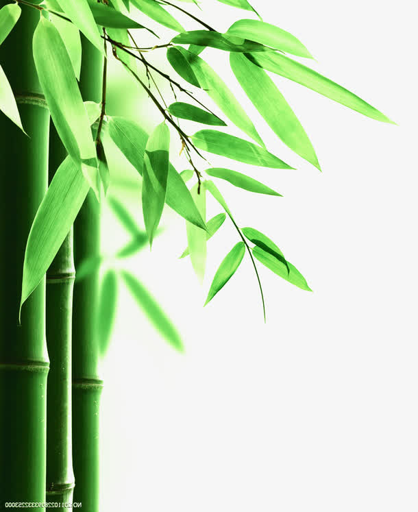 竹子绿色竹叶端午节免抠