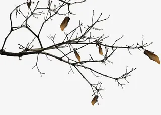 创意合成环境渲染效果树木枯木免抠