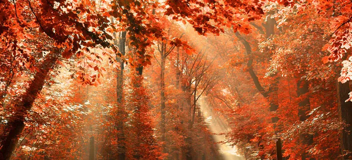 秋冬红树叶海报banner高清