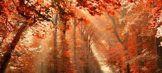 秋冬红树叶海报banner高清