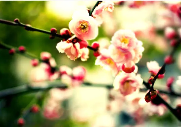 桃花图片素材免抠