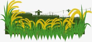 矢量田里金黄色的麦子丰收免抠