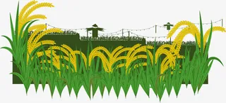矢量田里金黄色的麦子丰收免抠