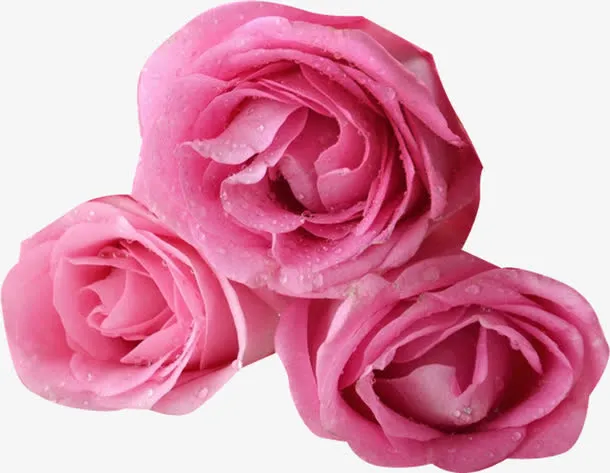 粉色露珠鲜花花朵免抠