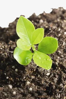 新生的嫩芽幼苗免抠 新生的嫩芽幼苗免抠