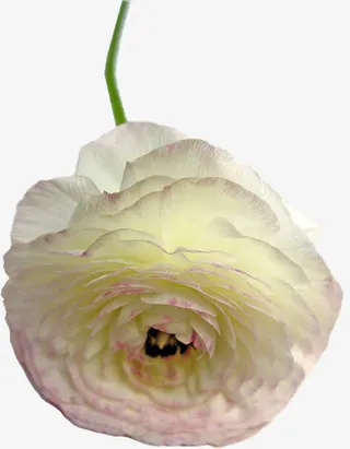 花草装饰素材免抠