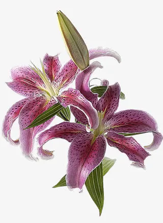 花长形花瓣花朵植物免抠