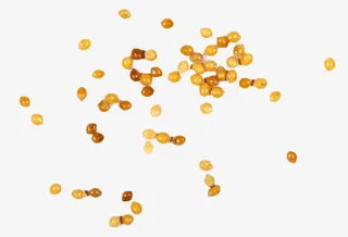 未脱皮的黄色小米粒免抠