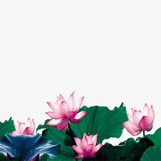 粉色荷花免抠