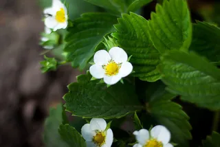 活力多肉植物盆栽免抠背景摄影风景元素