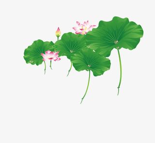 手绘绿色荷花荷叶免抠