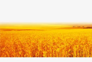 金灿灿小麦免抠