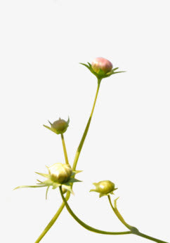 春天粉色装饰花苞免抠