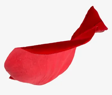 实体花瓣曲线形红色免抠