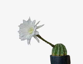 开了花的仙人掌免抠