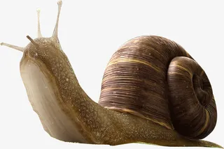 蜗牛单个单独免抠