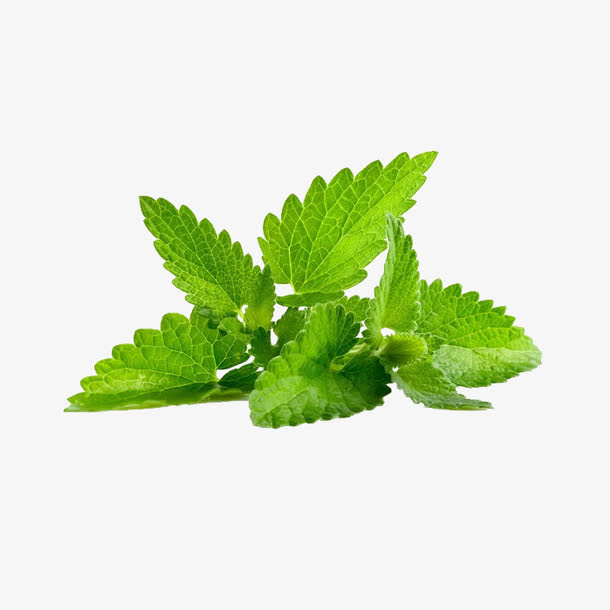 薄荷叶素材免抠
