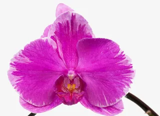 一朵胡姬花免抠