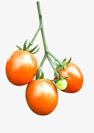 西红柿 番茄图免抠