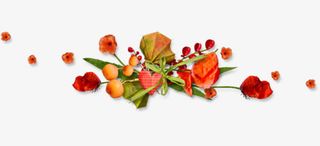 散落的玫瑰花瓣免抠