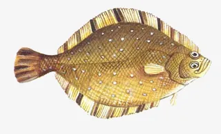 多宝鱼素材免抠