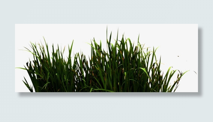 河边的小草免抠