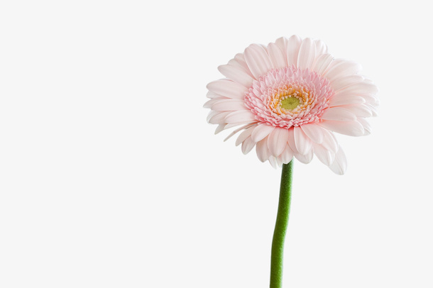 粉红色花朵开花免抠