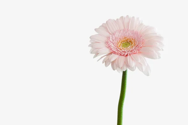 粉红色花朵开花免抠