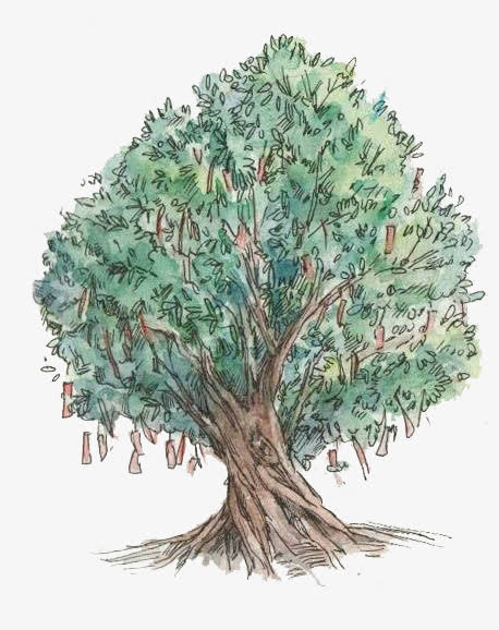 手绘槐树许愿树免抠