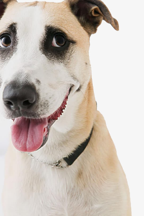 犬免抠
